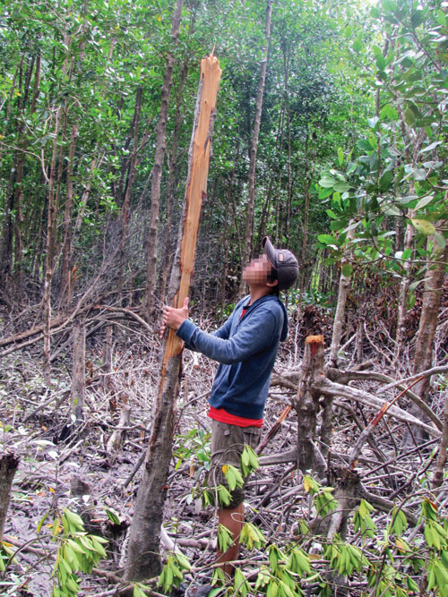 Giám đốc ban quản lý rừng bị tố tiếp tay phá rừng