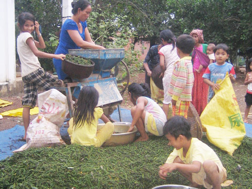 Cây tiêu lên ngôi