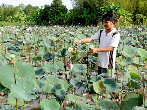 Hậu Giang: Những mô hình thoát nghèo hiệu quả