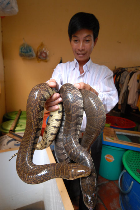 Làm giàu từ nuôi rắn