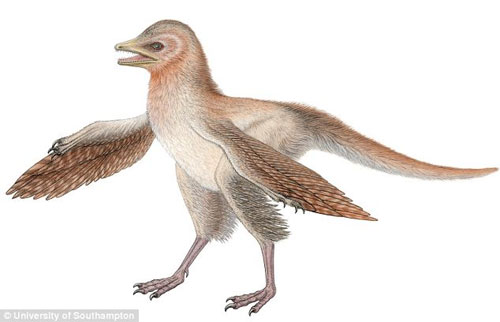 Phát hiện đột phá về nguồn gốc loài chim