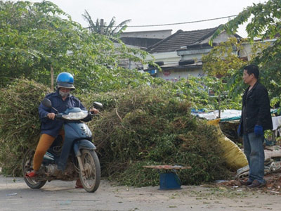 Đổ xô đi hái cây cà dây leo