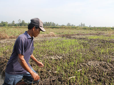 Khoai lang… kêu cứu