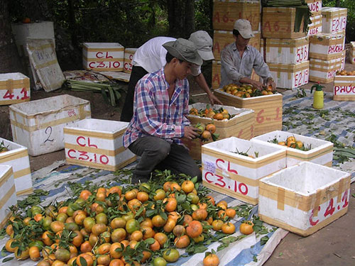 “Sốt” trái cây chưng Tết