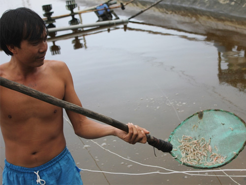 2 hồ tôm bị đầu độc, thiệt hại hơn 100 triệu đồng
