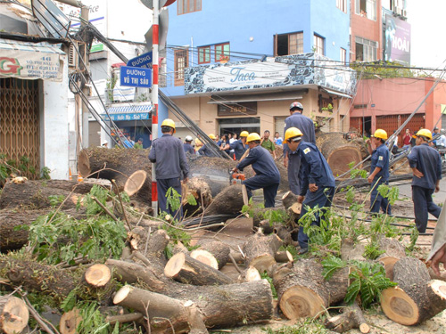 Trời đứng gió, cây cổ thụ bật gốc