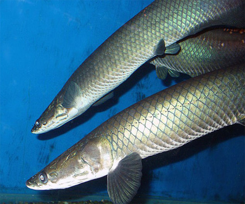 Cá Arapaima gigas được tự nhiên trang bị cho lớp vỏ siêu cứng - d