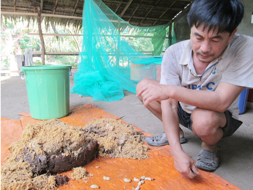 Lén nuôi đuông dừa