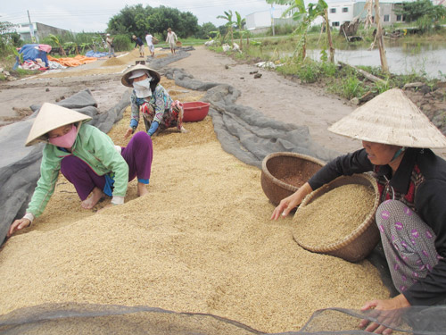 Lúa giảm giá do mưa dầm