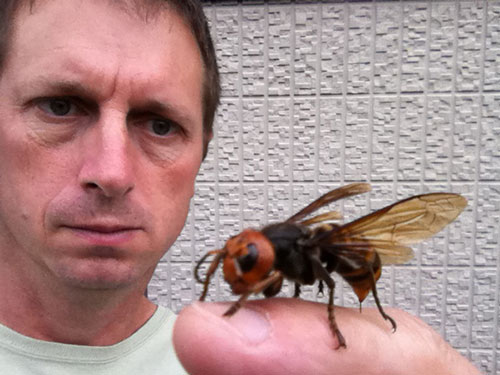 Sự trỗi dậy của ong bắp cày