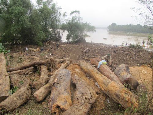 Hà Tĩnh: Lũ gỗ chất đống hai bên sông 2