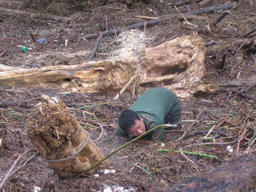 Hà Tĩnh: Lũ gỗ chất đống hai bên sông 3