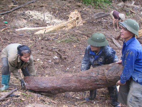 Hà Tĩnh: Lũ gỗ chất đống hai bên sông 4