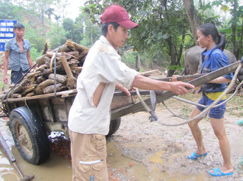 Hà Tĩnh: Lũ gỗ chất đống hai bên sông 8