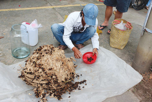 Bày bán ong vò vẽ trên phố  