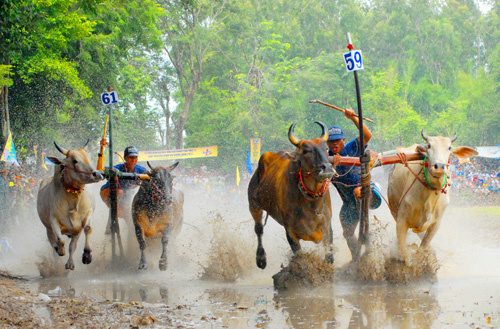 Lễ hội đua bò Bảy núi năm 2013