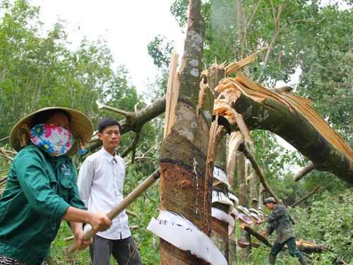 Chặt cao su làm củi 