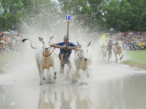 Lễ hội đua bò Bảy Núi năm 2013