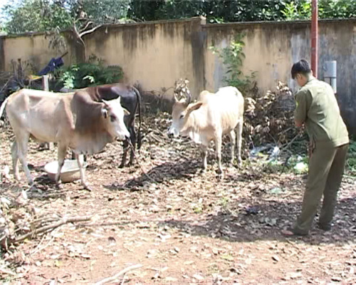 3 con bò nghi ăn trộm đang bị tạm giữ tại Công an H.Thống Nhất