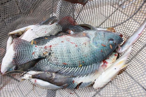 Cá được người dân vớt tại rạch Tây Ninh