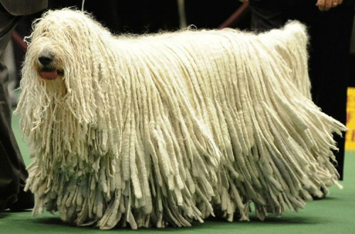 Một chú chó Komondor - Ảnh: Oddity Central