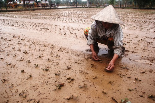 Người dân Điện Phước (H.Điện Bàn) nhặt nhạnh sau lũ