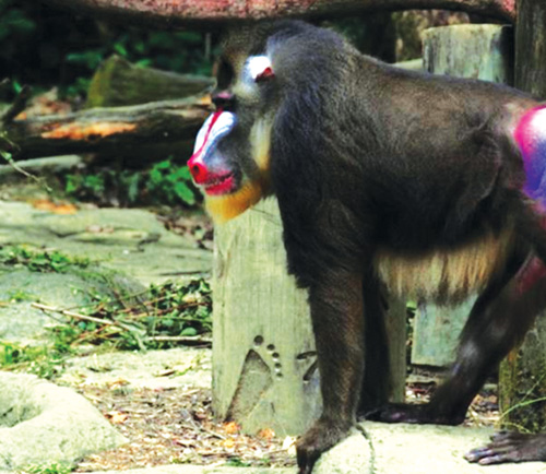 Khỉ mandrill với khuôn mặt đa sắc có thể sống trong bầy đàn nhiều đến 800 con d