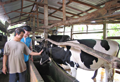 Nông dân bên trại bò sữa của mình (Củ Chi)