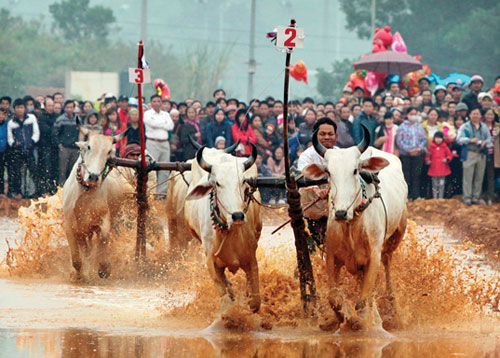 Lần đầu tiên một ngày hội đua bò được tổ chức ngoài tỉnh An Giang