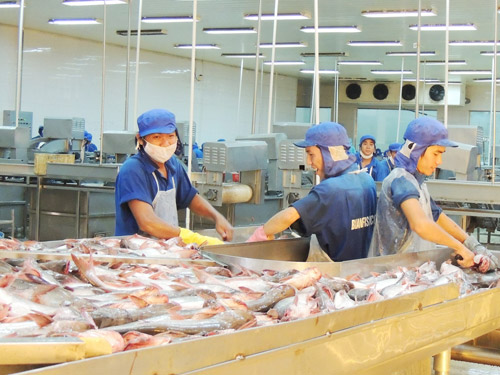 ‘Sóng ngầm’ trên thị trường cá tra