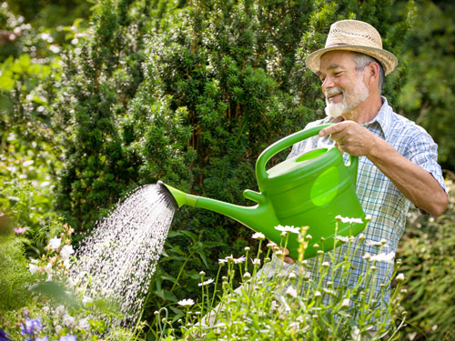 Làm vườn giúp giảm nguy cơ bệnh tật
