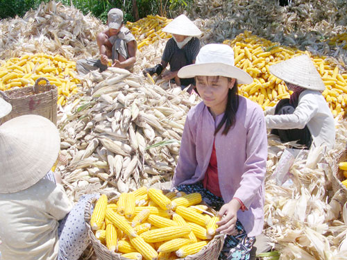 An Giang: Trồng bắp lai lãi 4 triệu đồng/công