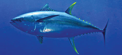 Kỷ lục bơi xa của cá ngừ