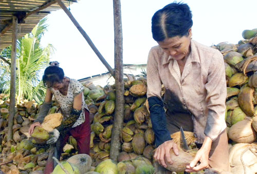 Những phụ nữ chuyên lột dừa mướn
