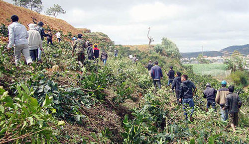 Khoảng 70 người được chủ DN Ngọc Thảo thuê dàn hàng ngang phá hoại vườn cà phê của gia đình ông Lệu d