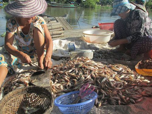 Cắt đầu cá chốt làm mắm ủ ở huyện Tri Tôn, An Giang - Ảnh: T.D