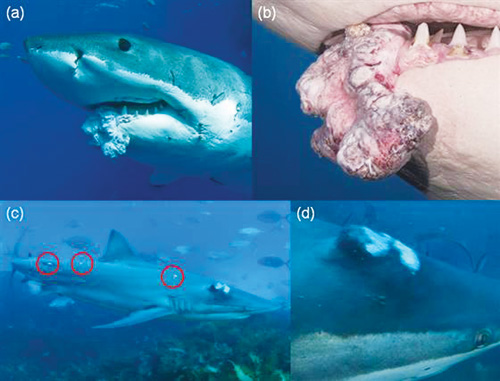 Những hình ảnh chụp cá mập bị u ác tính - Ảnh: Tổ chức Nghiên cứu Cá mập Fox