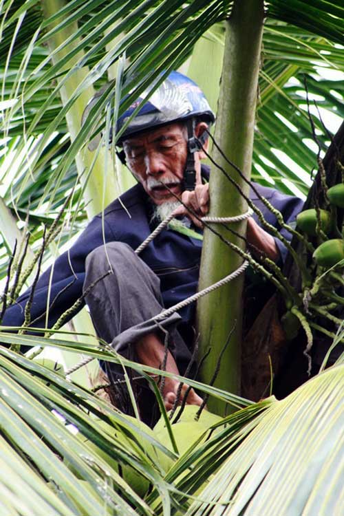 Cụ Hoạt trên ngọn dừa - Ảnh: G.B