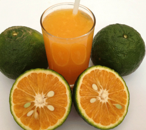 Nước ép cam, bông cải xanh, ngũ cốc nguyên hạt... tốt cho hệ tiêu hóa của trẻ - Ảnh: Minh Khôi - Thái Nguyên - Shutterstock