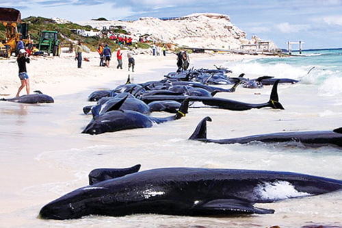 Một vụ 55 cá voi và cá heo mắc cạn tại vùng biển phía tây Úc - d