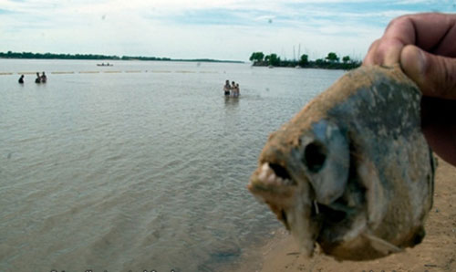 Palometa là một loài cá piranha đặc biệt hung dữ - Ảnh: El Diario