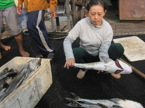 Cá nuôi trên sông chết hàng loạt