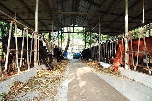 Kiểm soát chất lượng sữa bò tươi nguyên liệu1