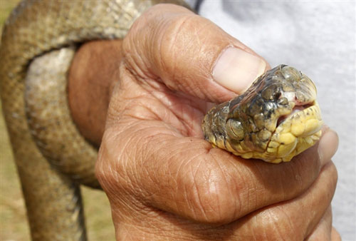 “Mưa chuột” để diệt rắn ở đảo Guam