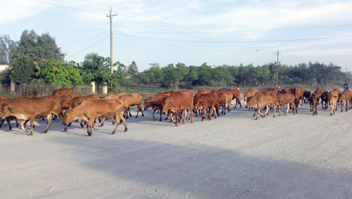 Đàn bò trên quốc lộ
