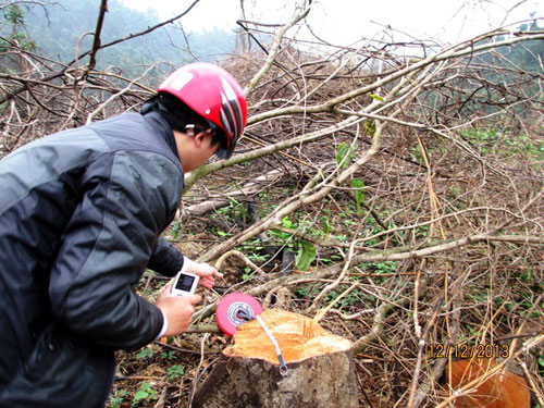 Công an vào cuộc điều tra vụ phá rừng phòng hộ để trồng rừng