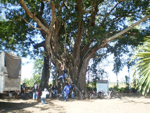An Giang có nhiều cây cổ thụ trên 300 tuổi