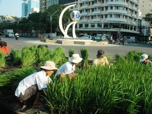 Trồng lúa trong thành phố