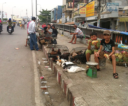 Cầu hay chợ gia cầm ?