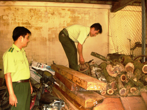 Lực lượng kiểm lâm đang kiểm tra số gỗ lậu